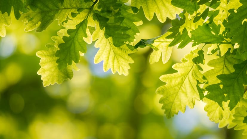 Mature green tree canopy representing Roanoke Park