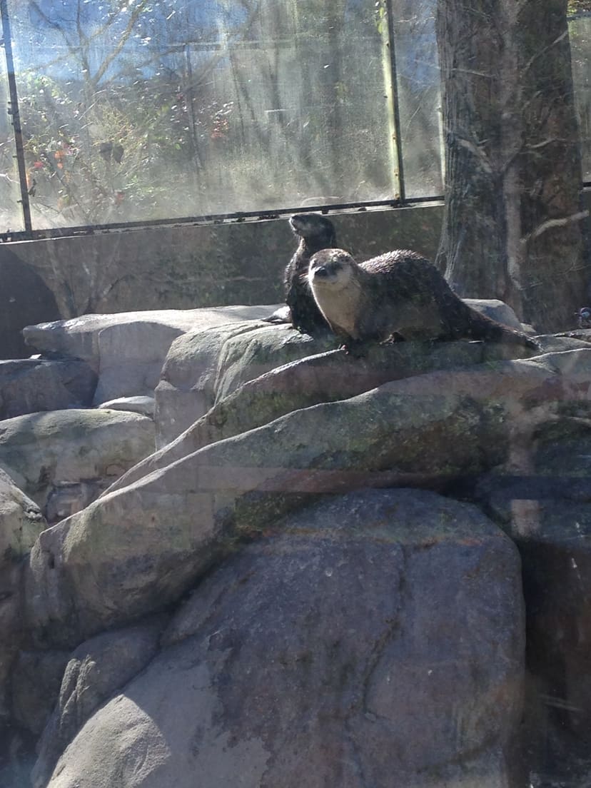 North American river otters resting in their habitat at the WNC Nature Center