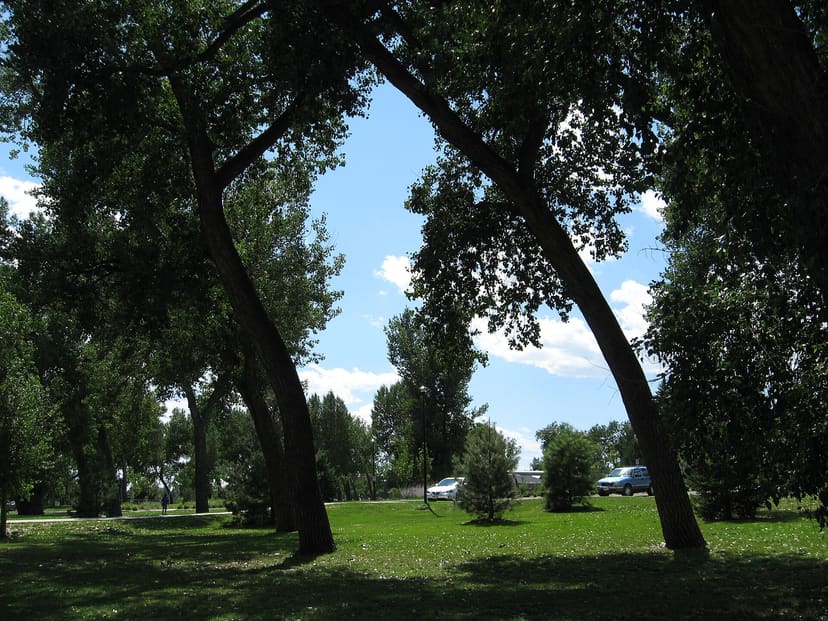Cottonwood Trees in Lions Park