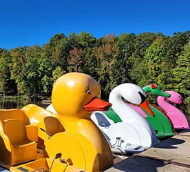 Colorful duck, swan, and dragon pedal boats available seasonally at Country Park